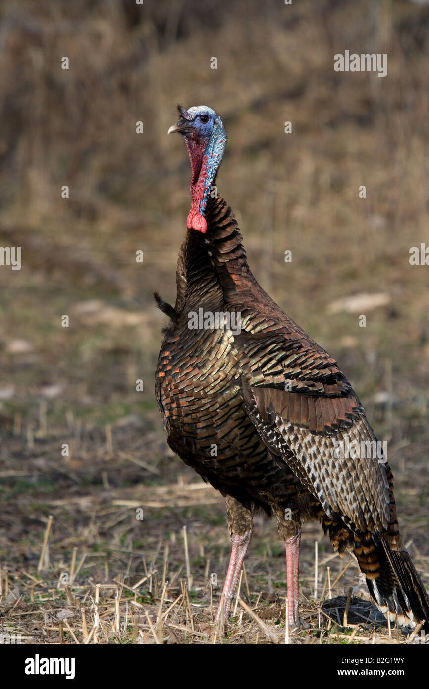 Jake eastern wild turkey in spring Stock Photo Alamy