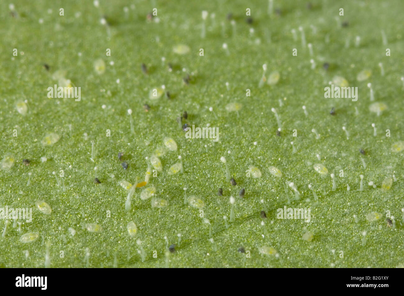 Greenhouse Whitefly eggs and 1st instar nymphs Stock Photo Alamy