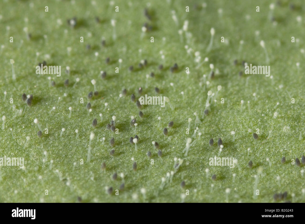 Greenhouse Whitefly eggs Stock Photo Alamy
