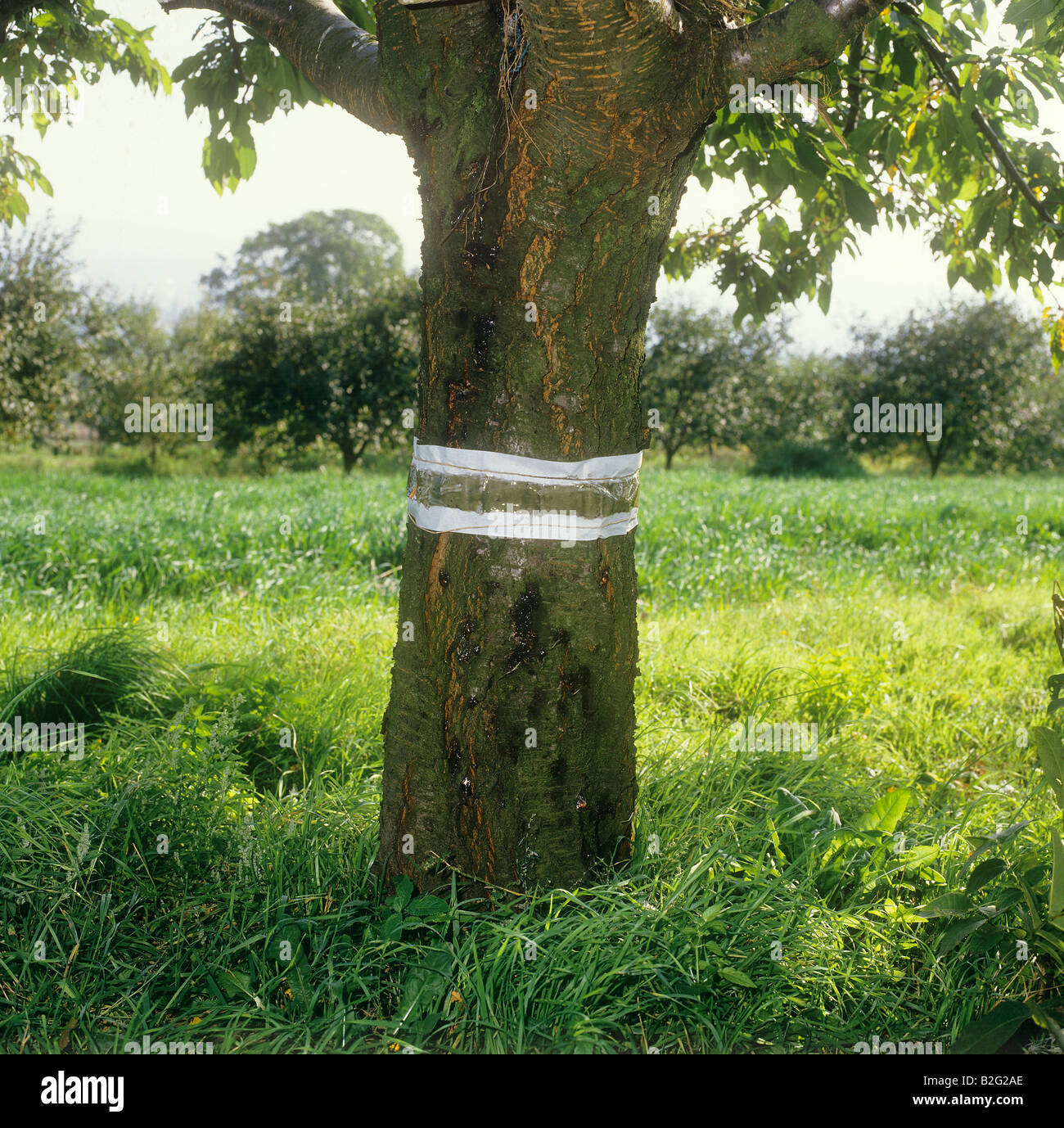 ribbon of glue at tree Stock Photo Alamy