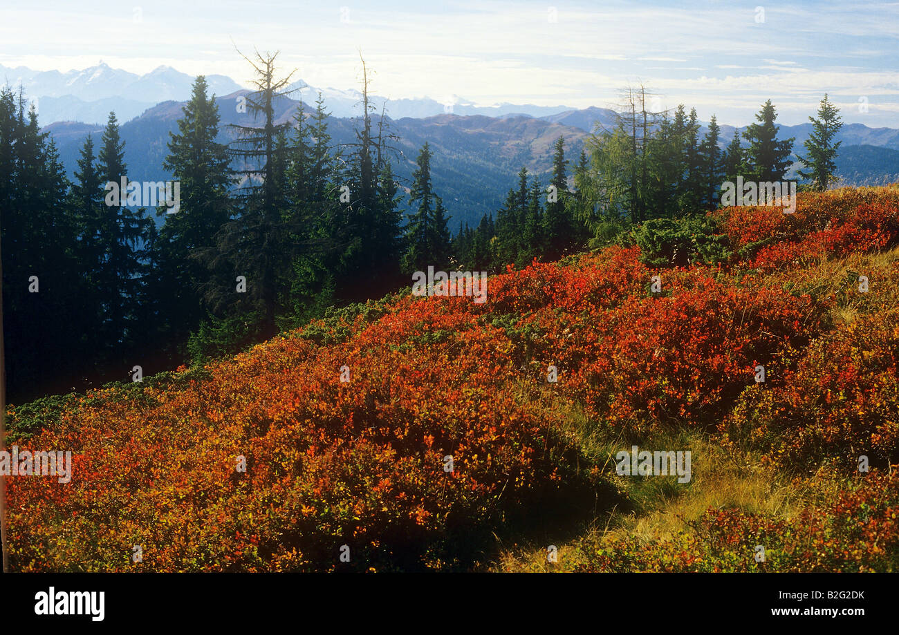 alpine rose Stock Photo