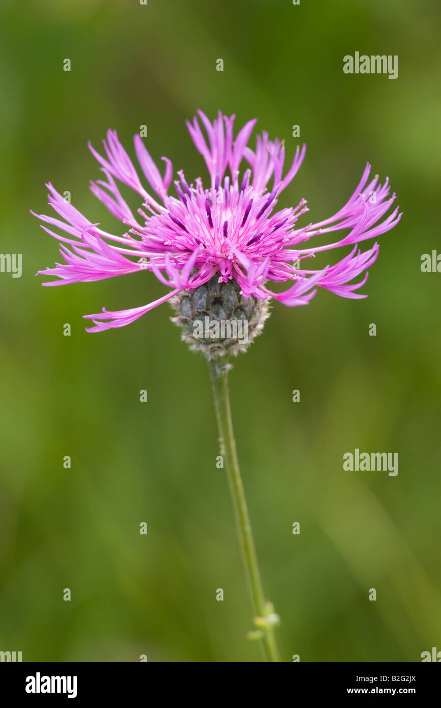 Flower buds knapweed hi-res stock photography and images - Alamy