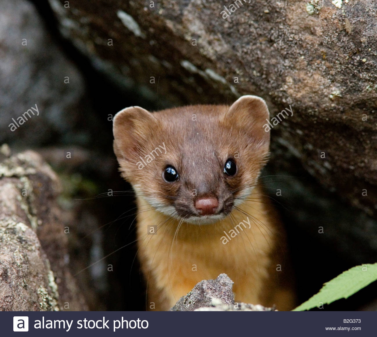 Frenata Stock Photos Frenata Stock Images Alamy