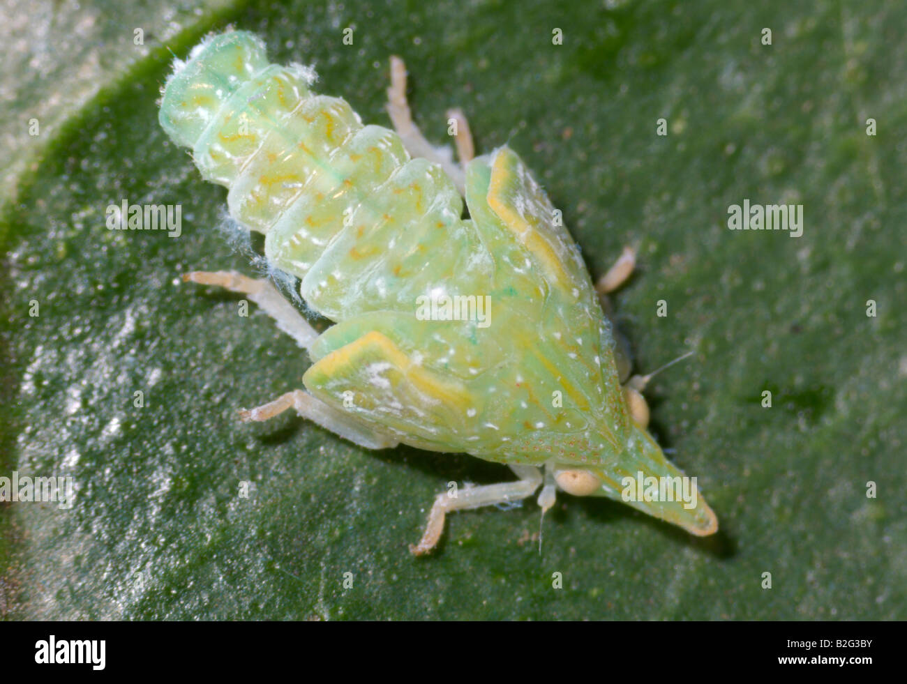 Leafhopper nymph hires stock photography and images Alamy