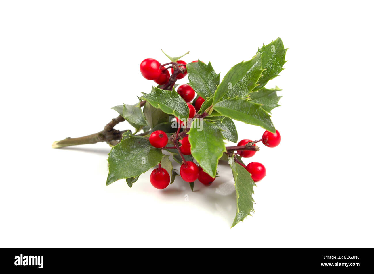 Christmas Holly over White background Stock Photo - Alamy