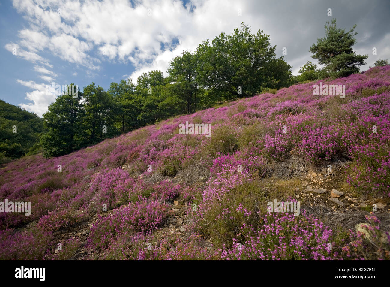 A blossoming moor of Bell Heathers (Erica cinerea). Lande de bruyères cendrées (Erica cinerea) en fleurs. Stock Photo