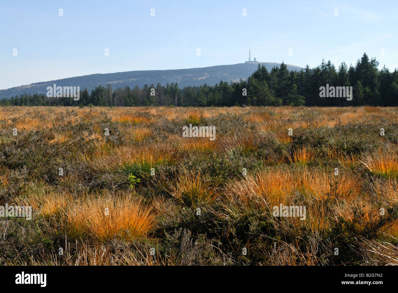 autumnal peat bog harz national park harz np torfhaus Saxony germany Stock Photo