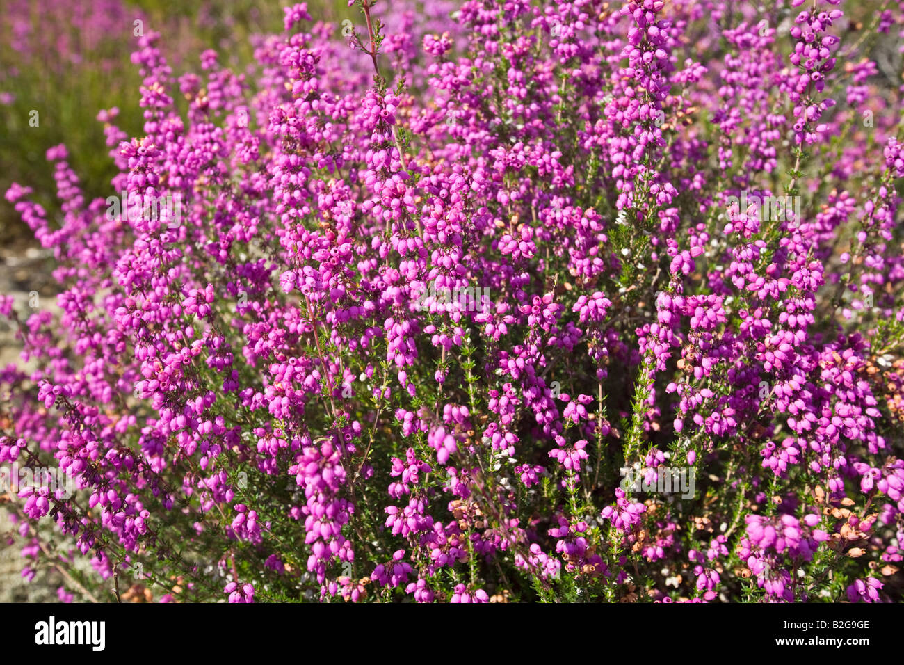 A clump of blossoming Bell Heathers (Erica cinerea), Touffe de Bruyère cendrée (Erica cinerea) en fleurs. Stock Photo