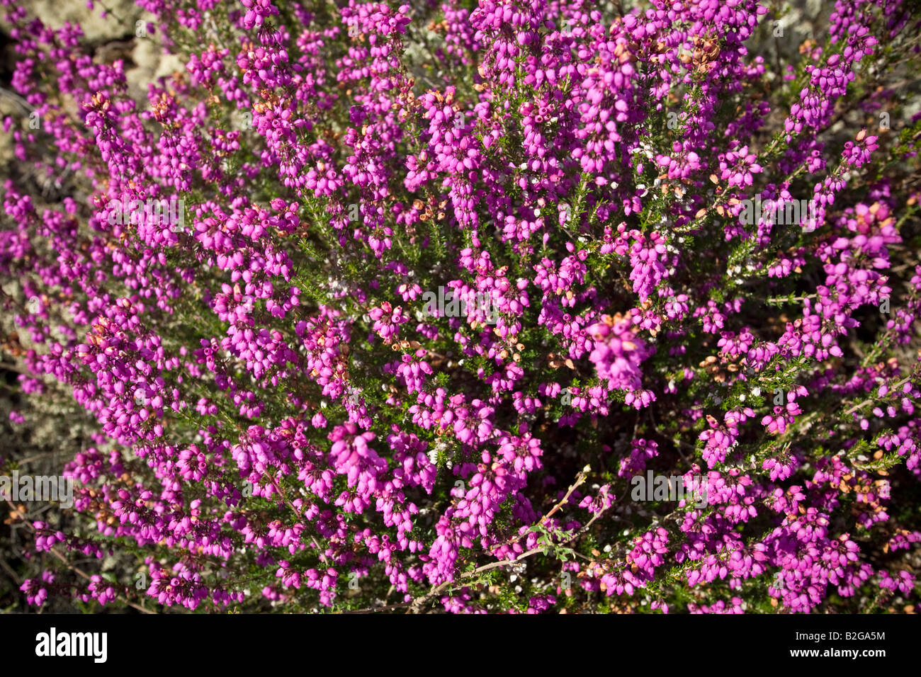 A clump of blossoming Bell Heathers (Erica cinerea), Touffe de Bruyère cendrée (Erica cinerea) en fleurs. Stock Photo