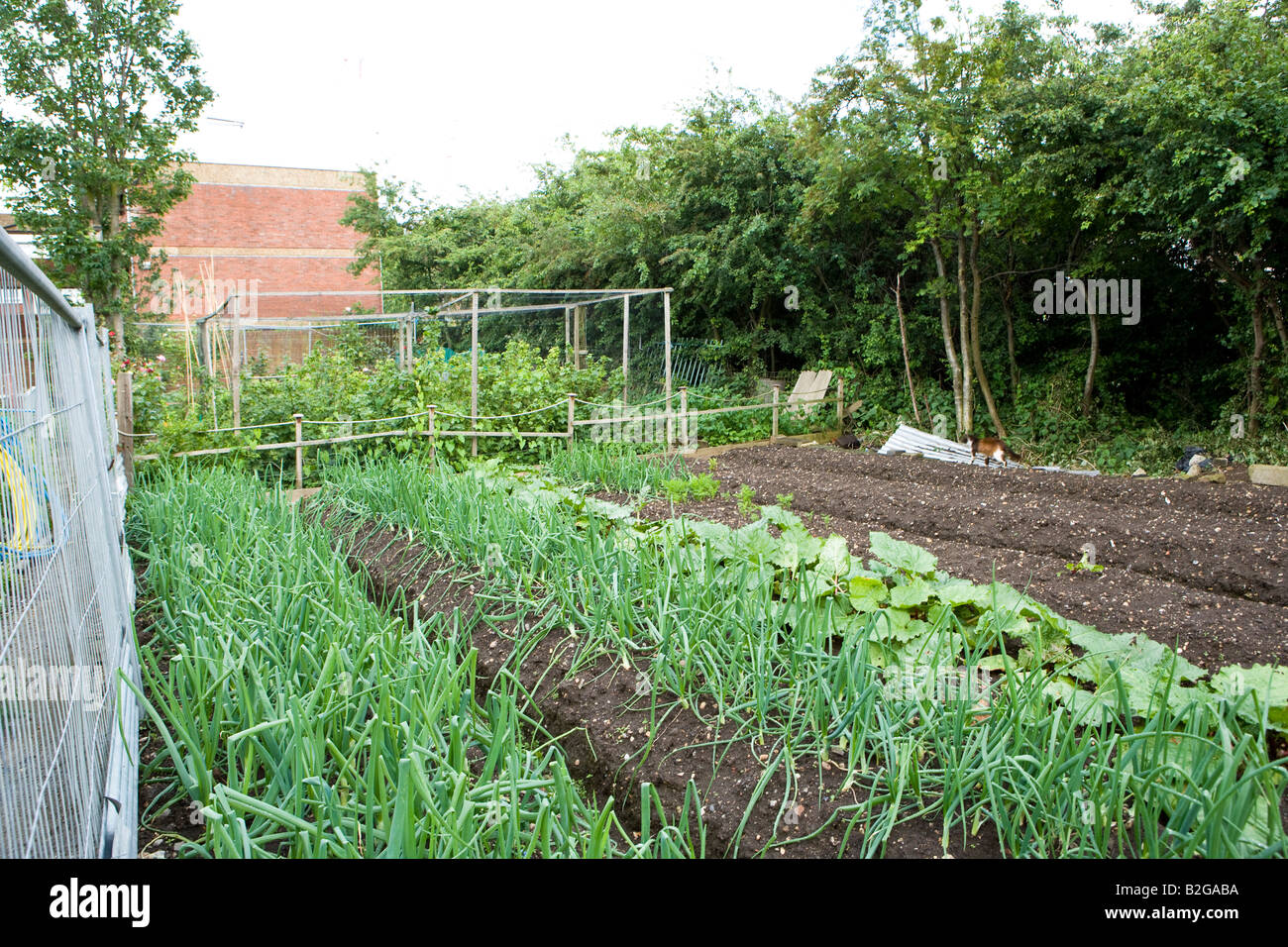 Allotment vegetable rows hi-res stock photography and images - Alamy