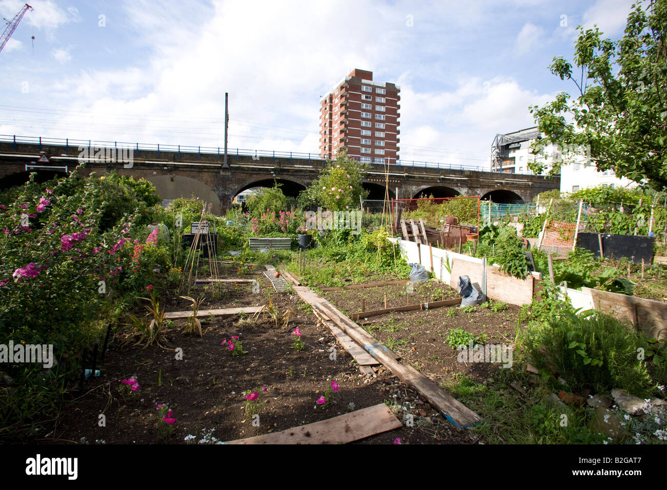 vegetable plots on an allotment in London east end Stock Photo