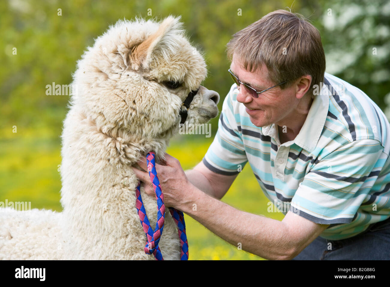 farmer with an alpaca stood in field of buttercups Stock Photo