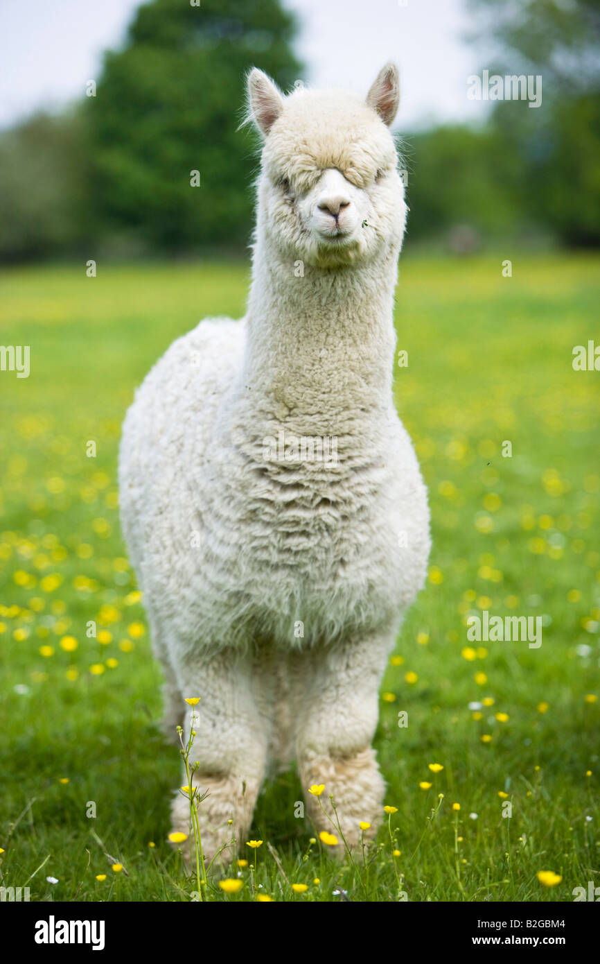 white alpaca Stock Photo