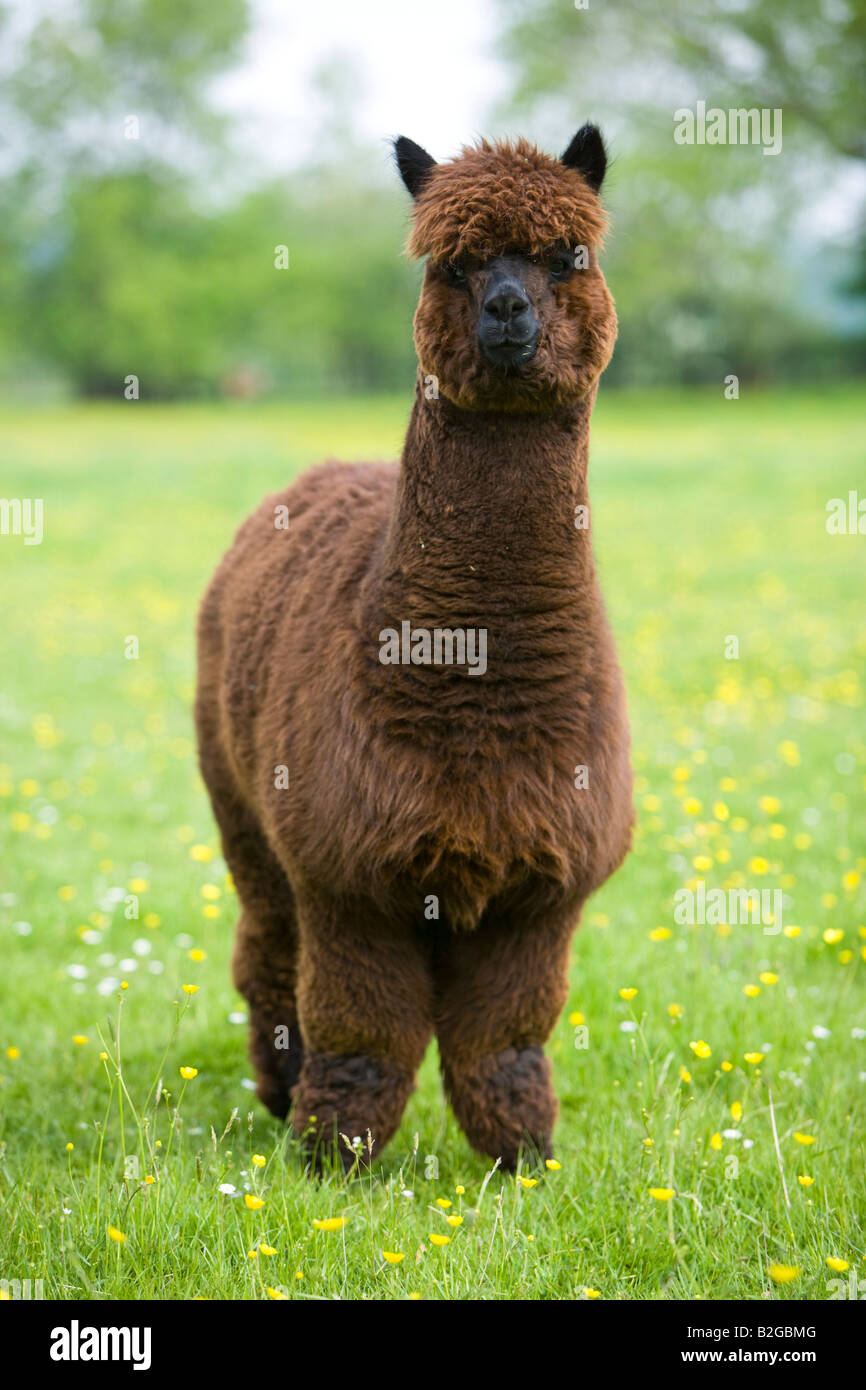 brown alpaca Stock Photo
