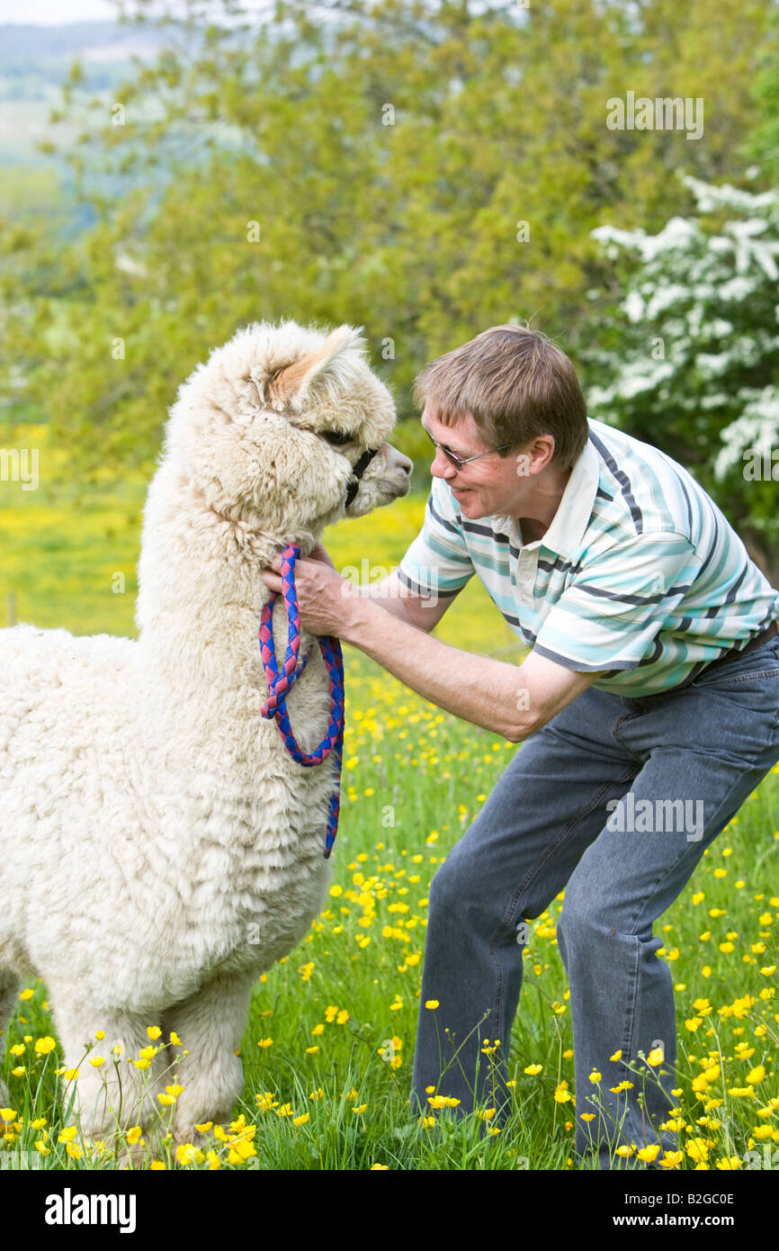 farmer with an alpaca stood in field of buttercups Stock Photo