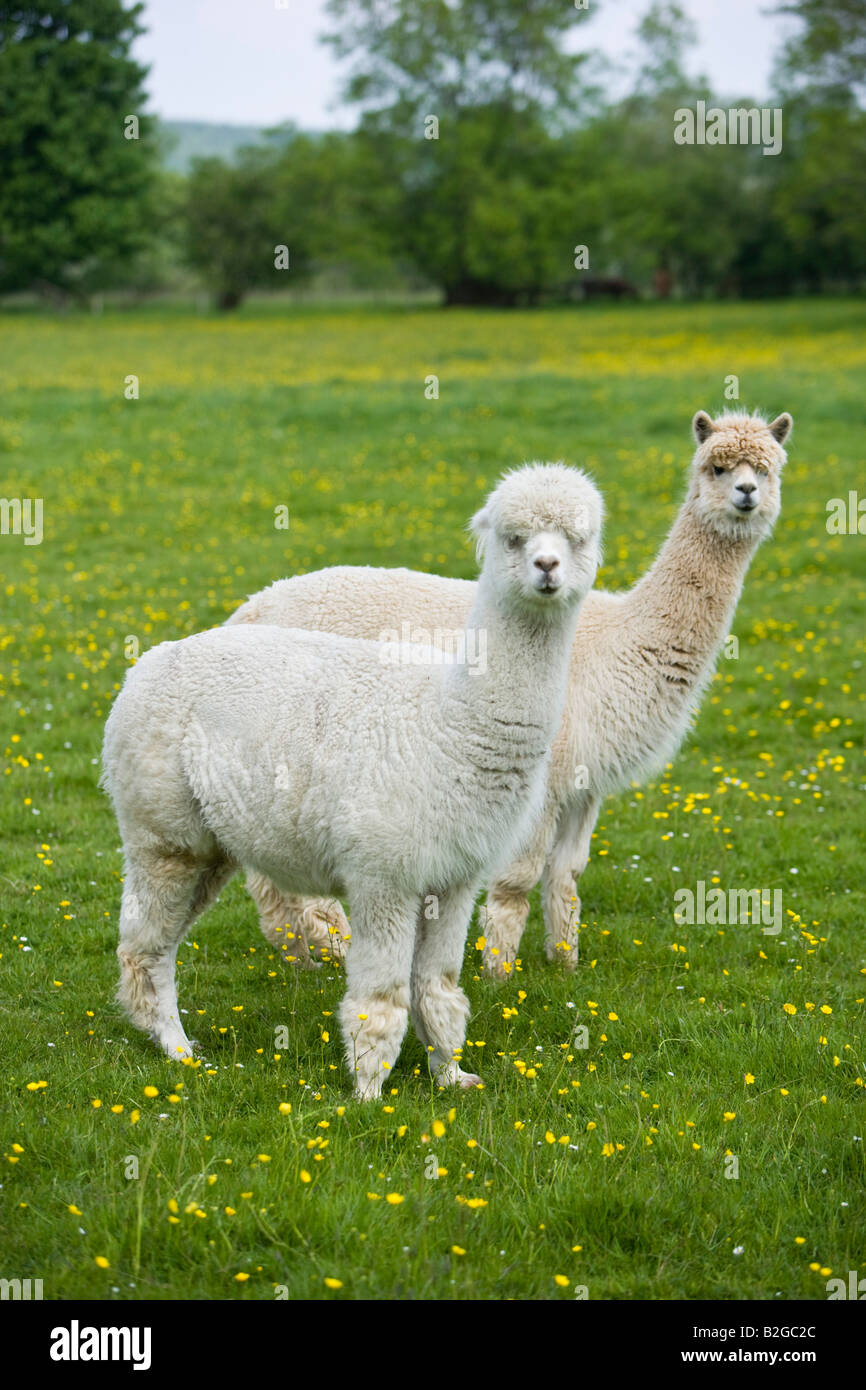 Alpacas for sale in the Hunter Valley  Little Valley Farm — Little Valley  Farm