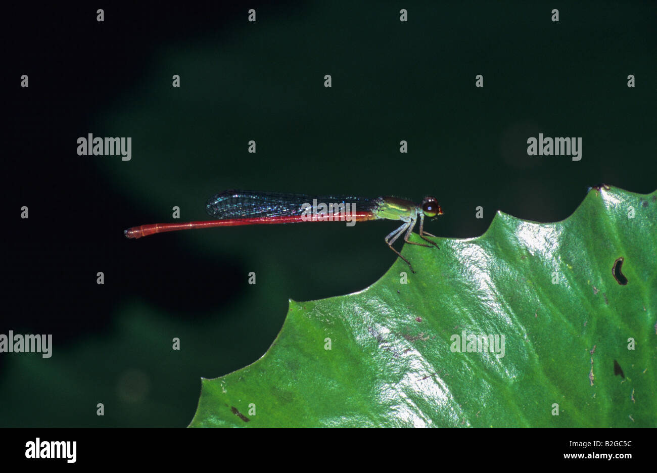 Red Damselfly,Thailand on a leaf Stock Photo - Alamy