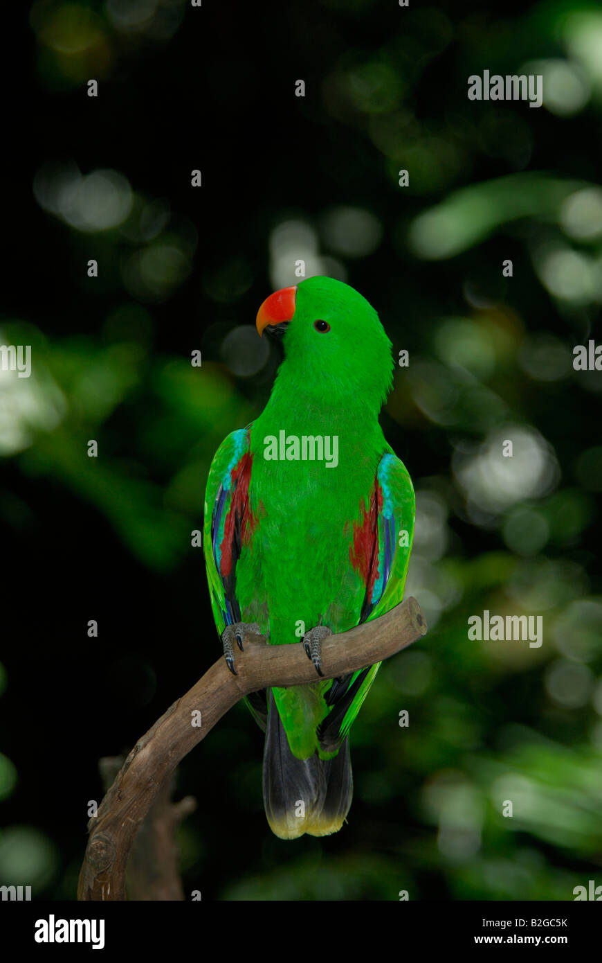 Eclectic parrot,male Stock Photo