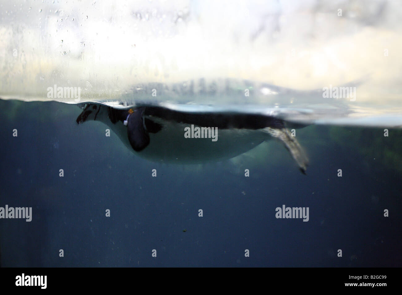 Central Park Zoo Penguins Stock Photo - Alamy