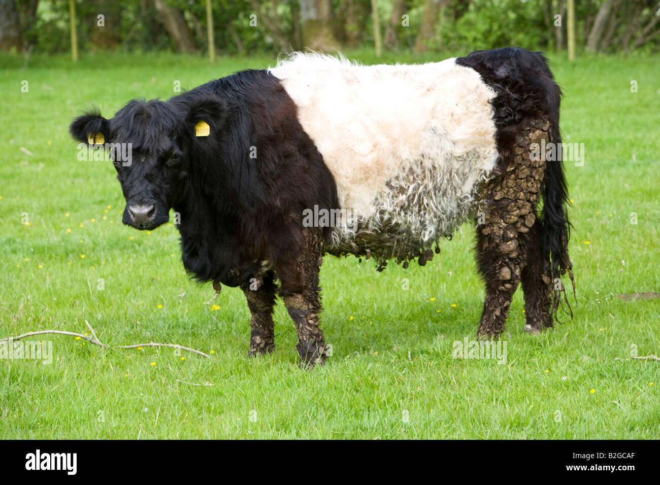 Belted Galloway rare breeds cow Stock Photo