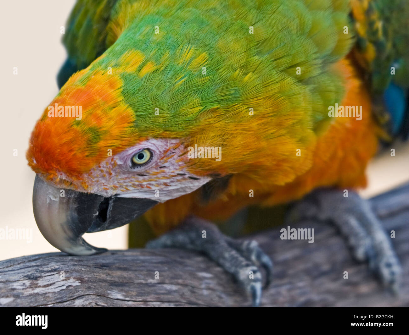 Harlequin Macaw (psittacidae) Stock Photo