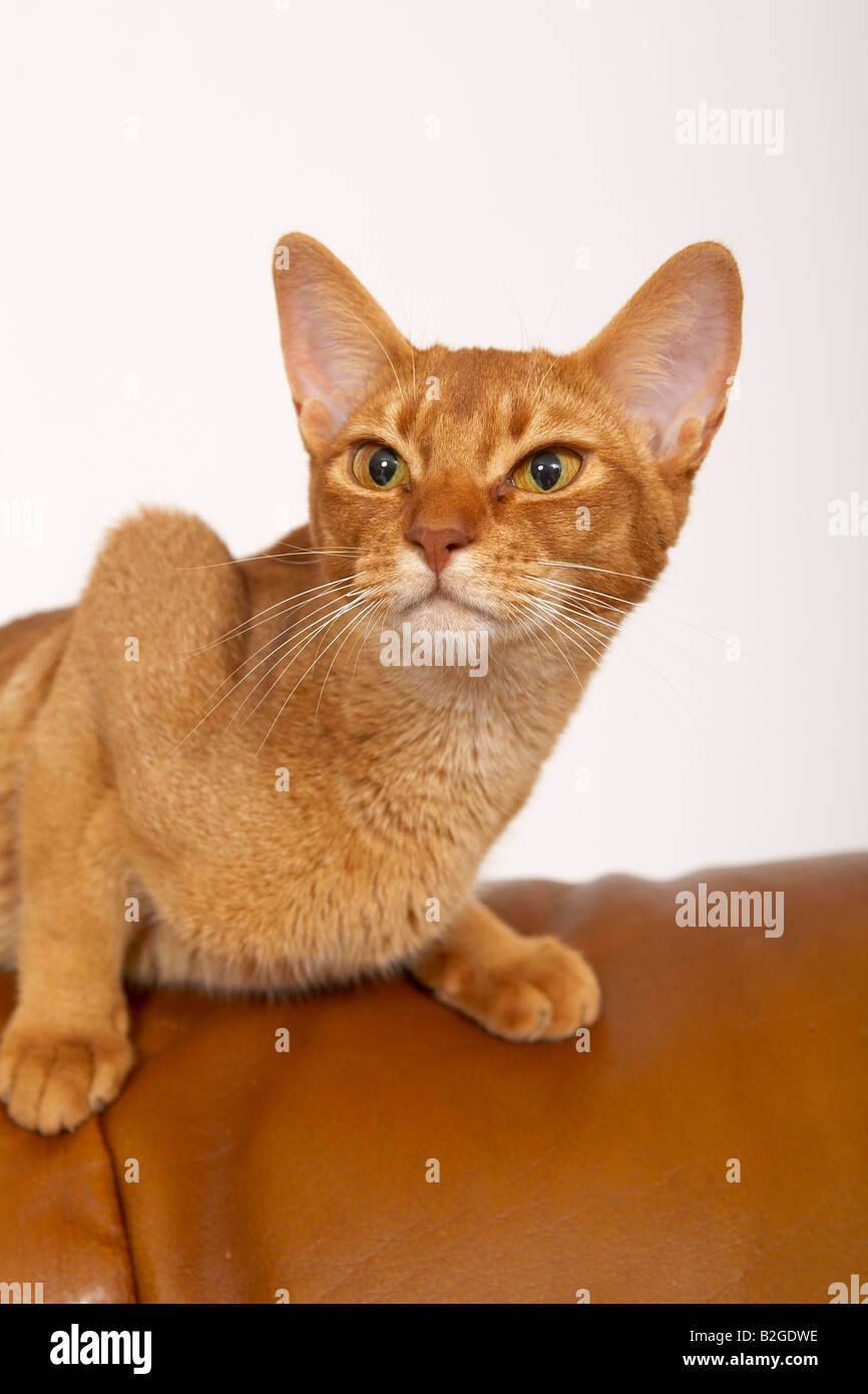 Abyssinian cat Stock Photo
