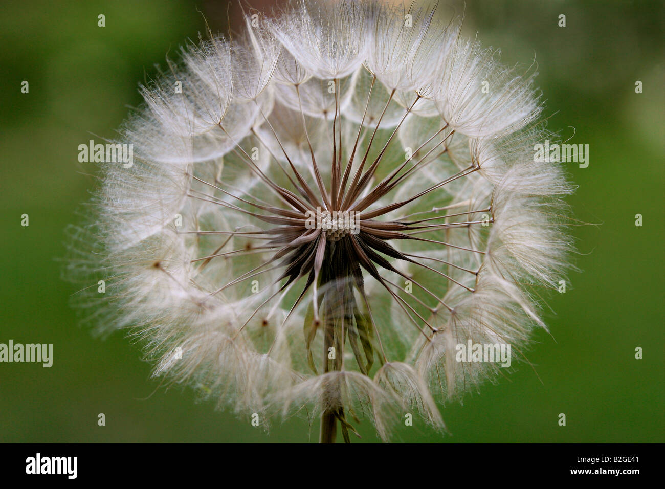 Dandelion clock Stock Photo Alamy