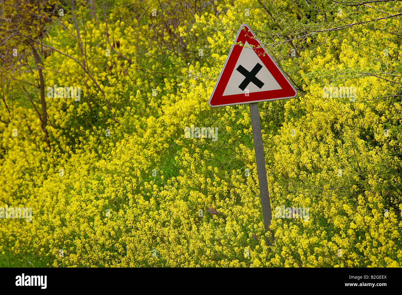 Yellow Flowers Roadside High Resolution Stock Photography And Images Alamy