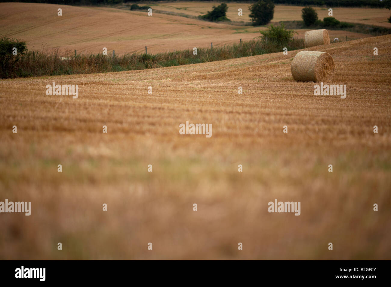 Stubble field with bales of straw in summer hi-res stock photography ...