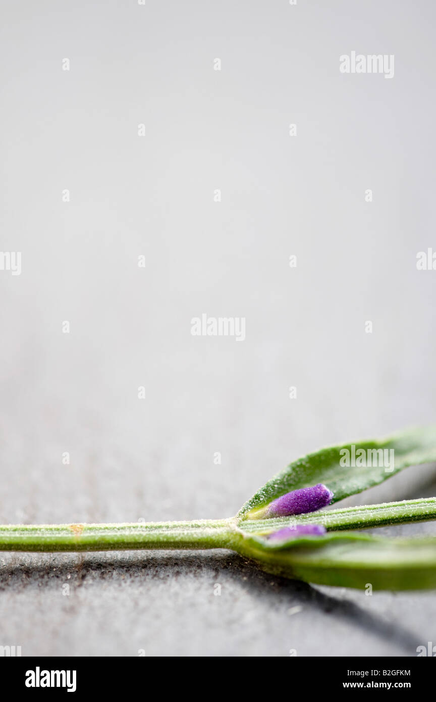 Lavender stem on slate Stock Photo