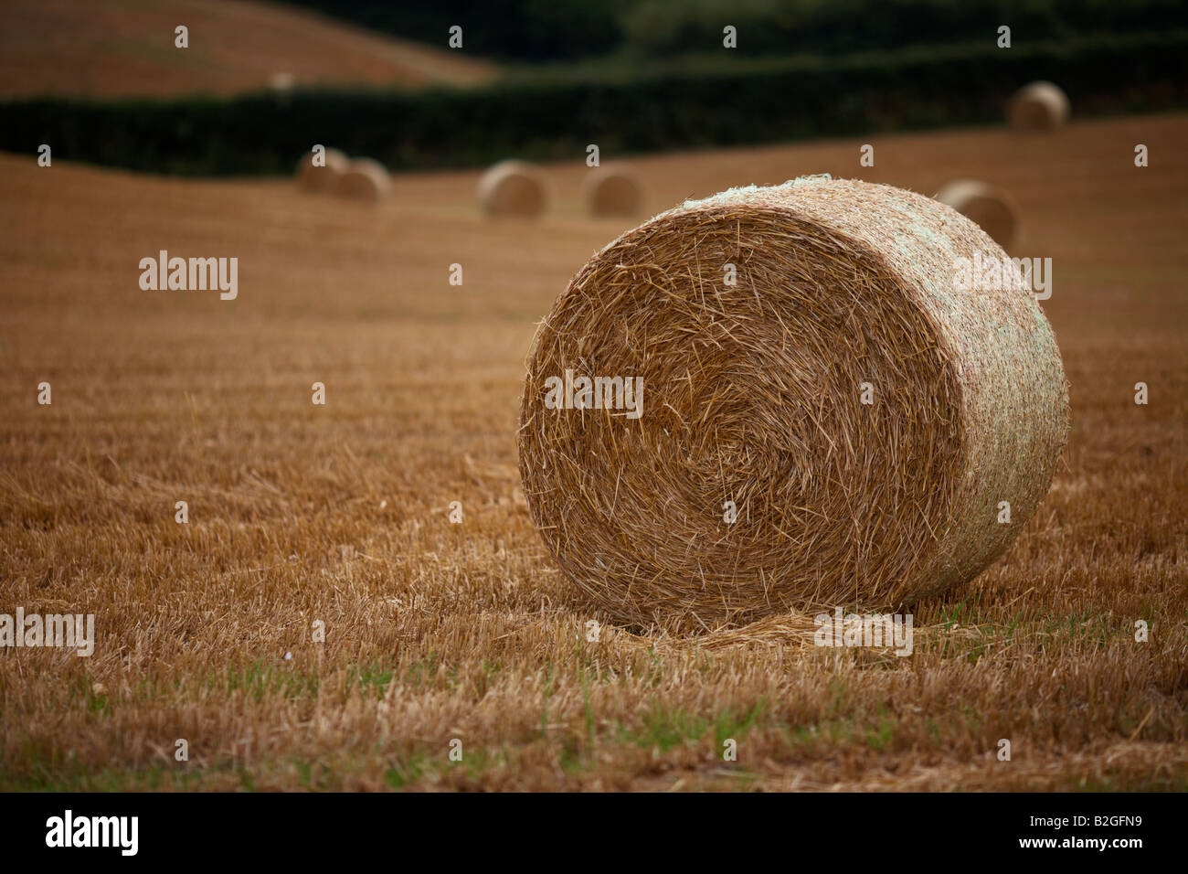 straw bales in a field in county down northern ireland Stock Photo