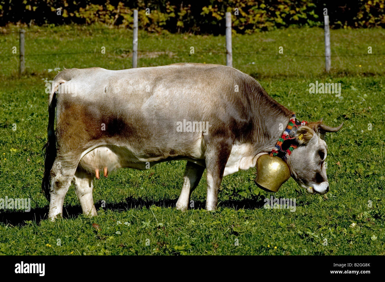 Allgäuer braunvieh hi-res stock photography and images - Alamy