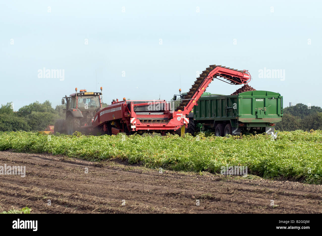 Harvesting a crop of potatoes Stock Photo