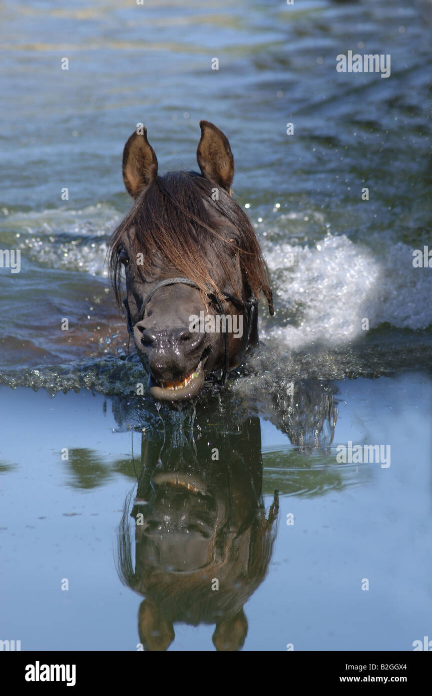 arabian thoroughbred horse lake swimming arabian blooded bathing Stock Photo