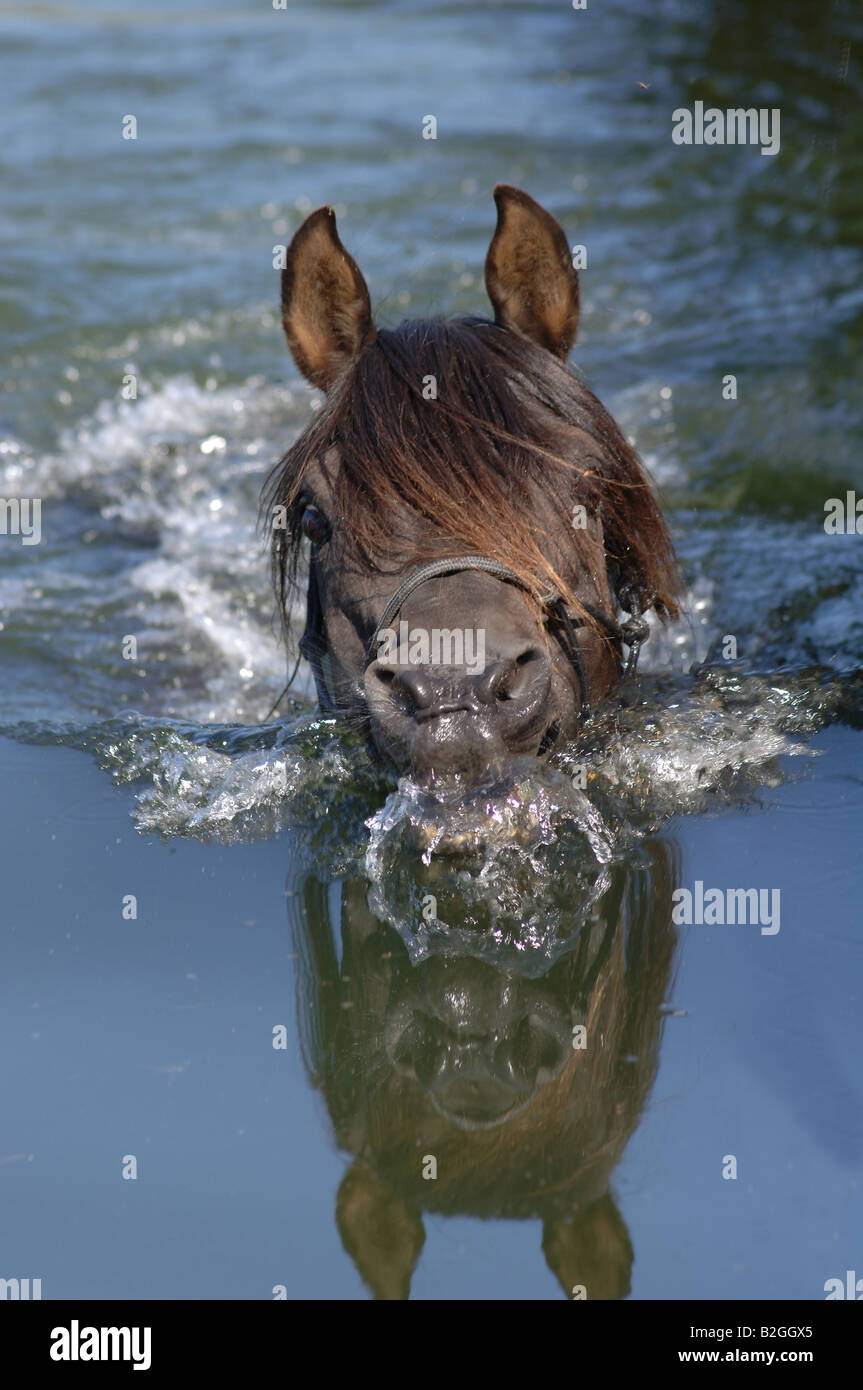 arabian thoroughbred horse lake swimming arabian blooded bathing Stock Photo