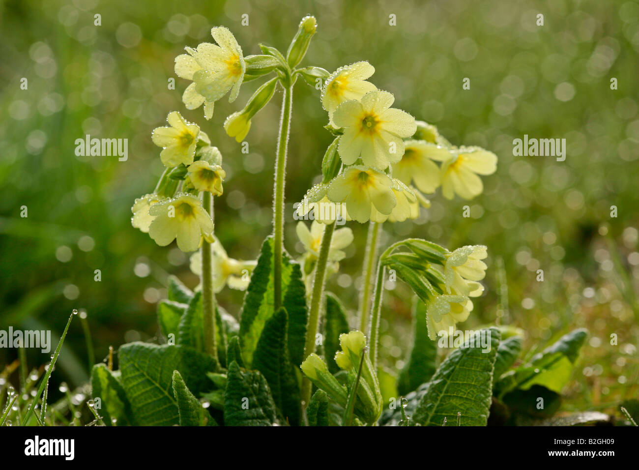 bloom blooming blossom blossoming plant early spring morning Baden Wuerttemberg Germany Stock Photo