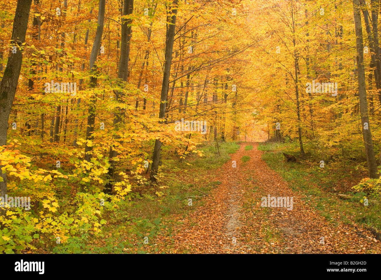 forest road autumn autumnal colors swabian alp germany Stock Photo