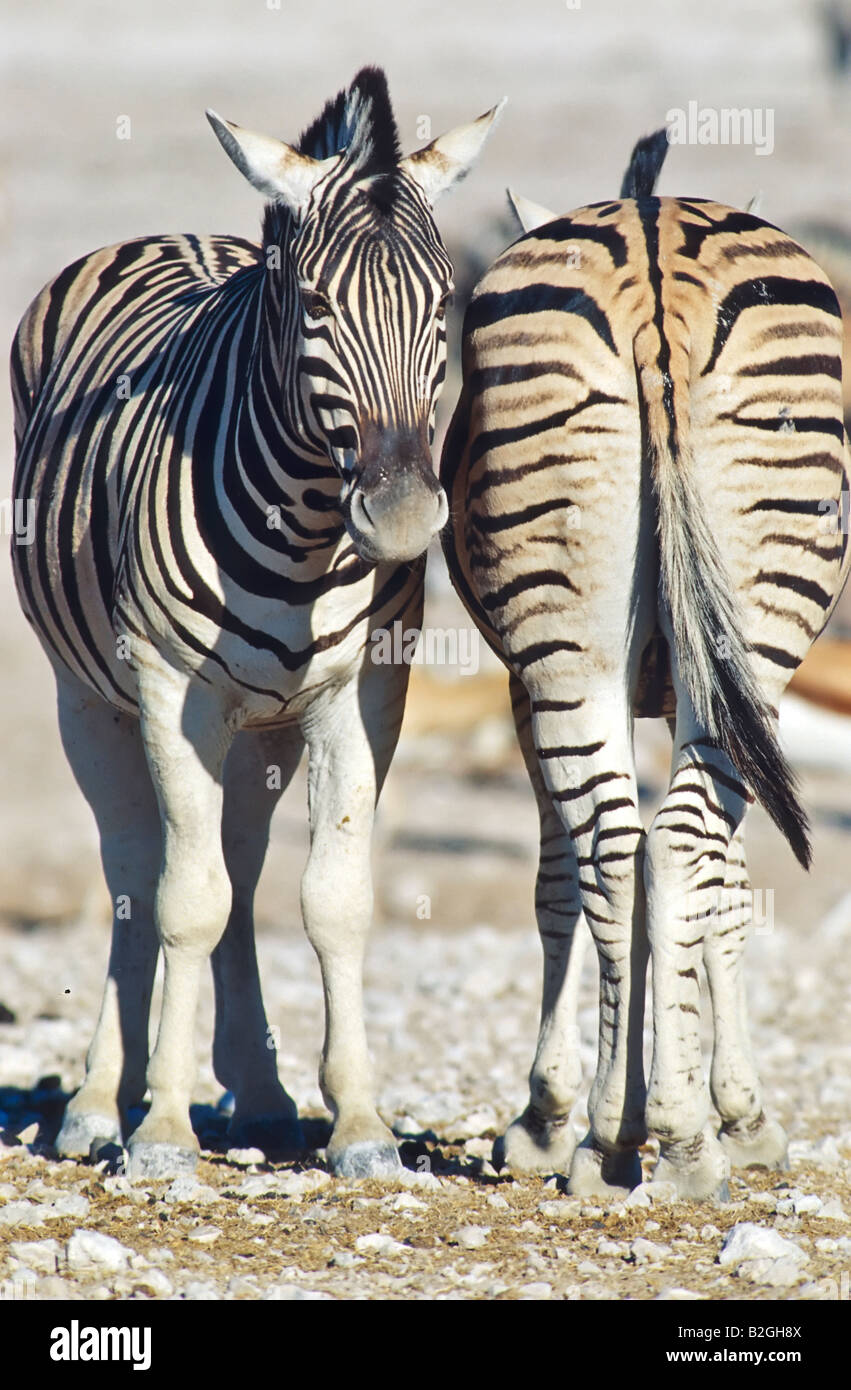 Plains zebra Equus quagga south africa common zebra burchells zebra