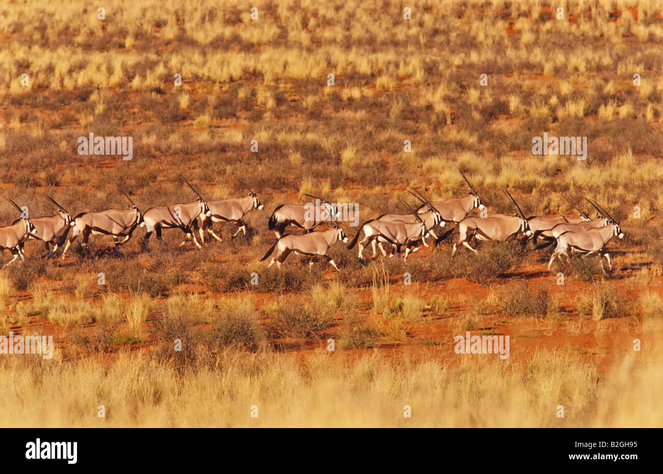 oryx antelope gazelle namibia veld savannah africa group Stock Photo