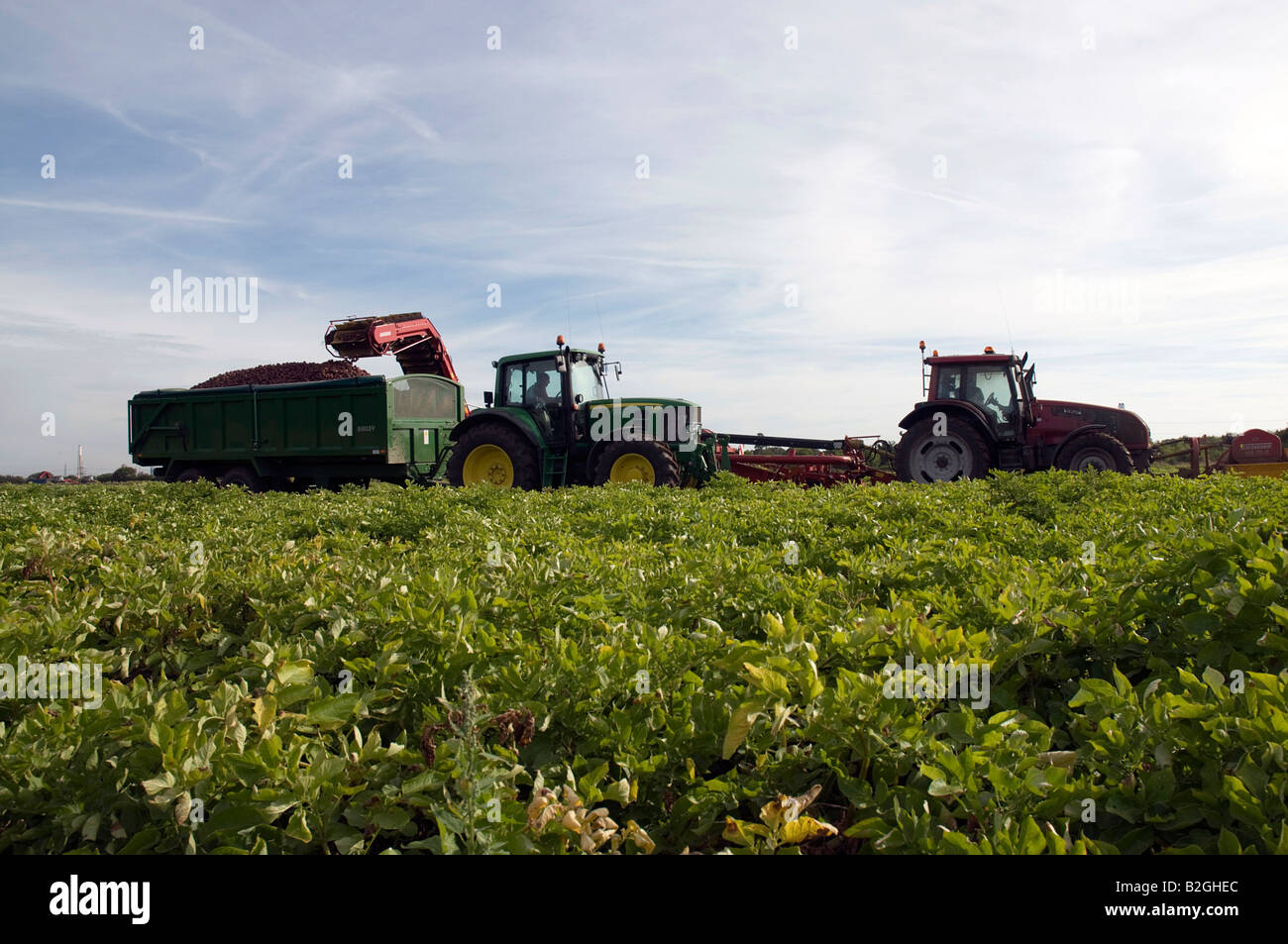Harvesting a crop of potatoes Stock Photo