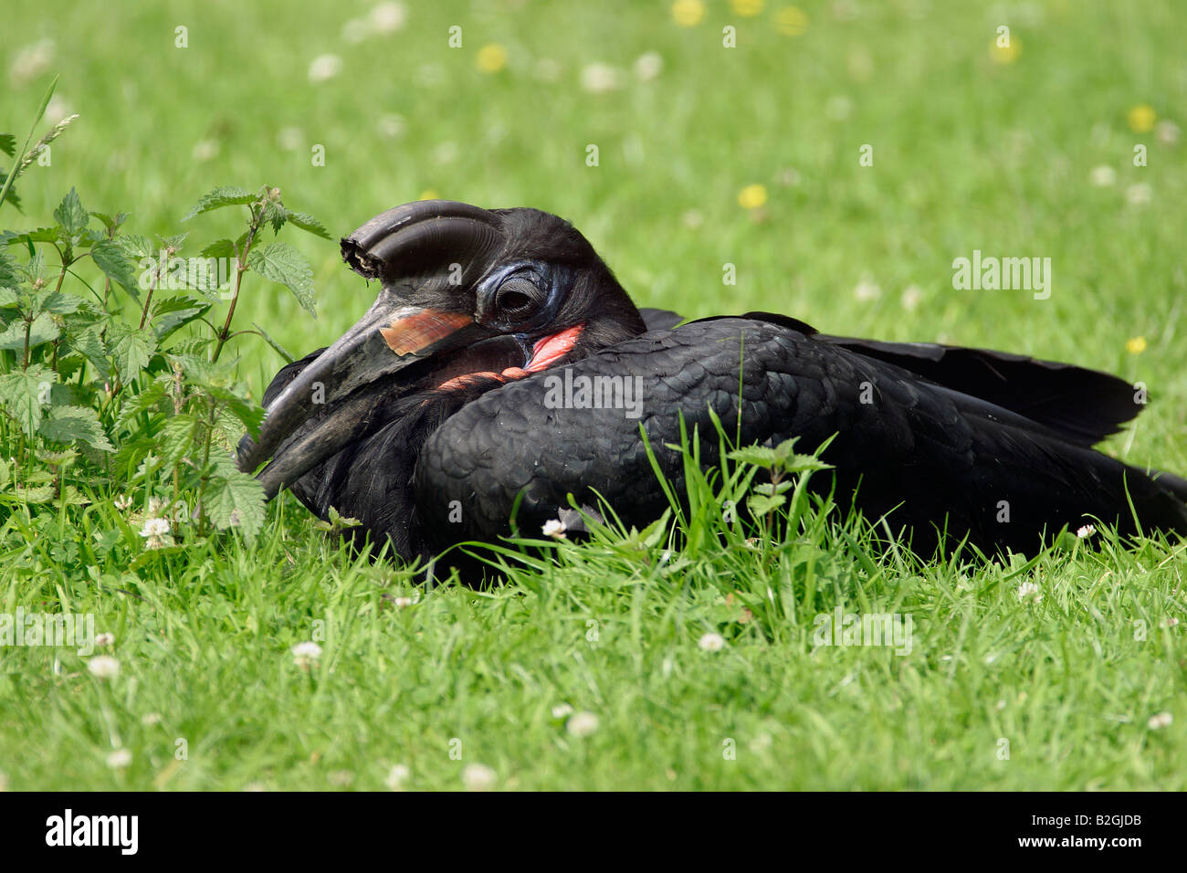 bucorvus abissinicus abyssinian ground hornbill bird Stock Photo