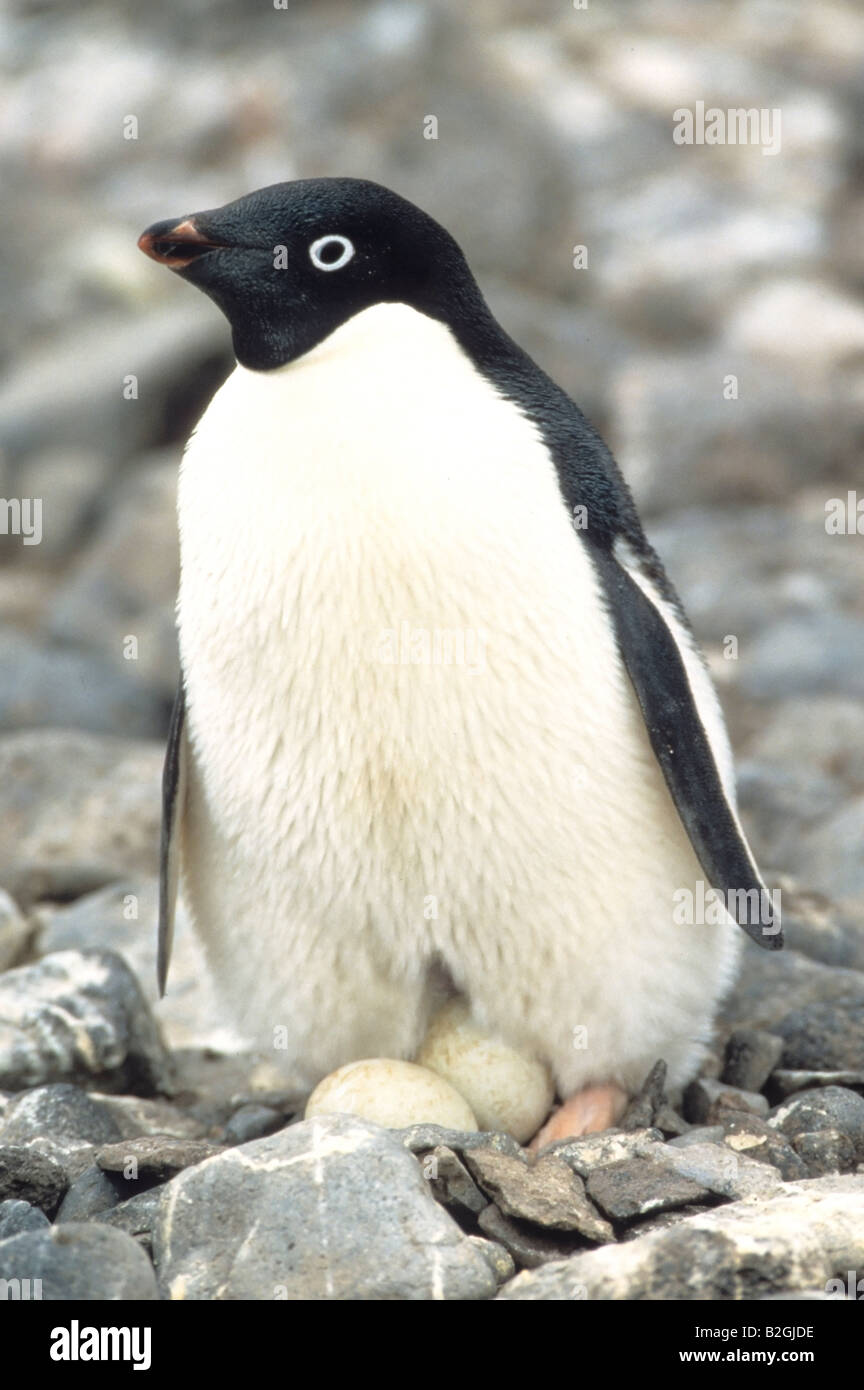Adeliepinguin Adelie Penguin Pygoscelis adeliae Paulet Island Antarktis Stock Photo
