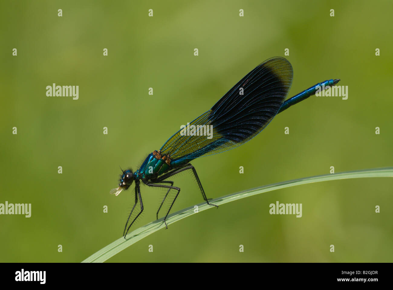 male banded demoiselle calopteryx splendens close up detail Stock Photo