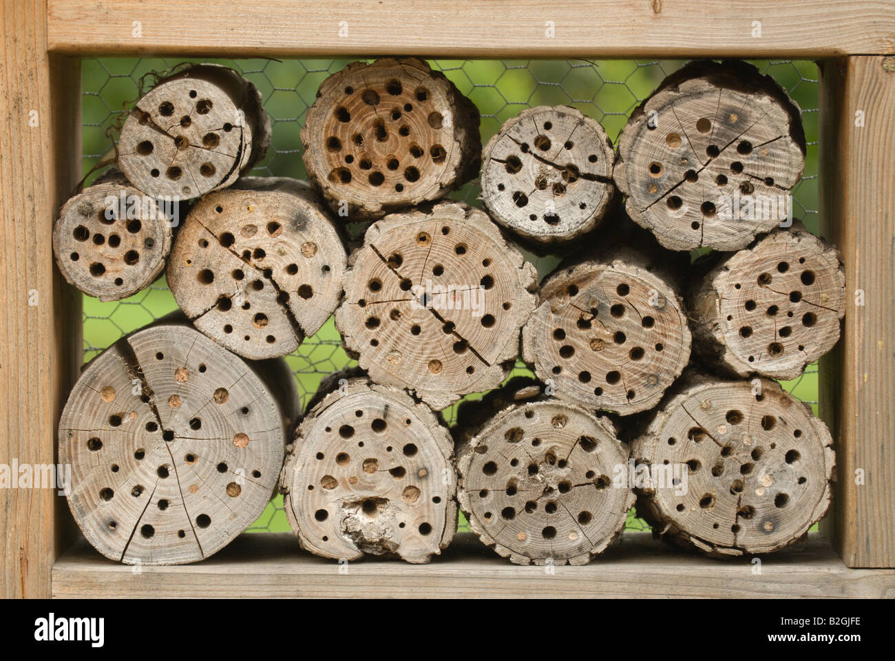 Bruthilfe für solitäre Insekten Bienen Wespen honey be cootie honigbiene apis breeder incubator brutkasten Stock Photo