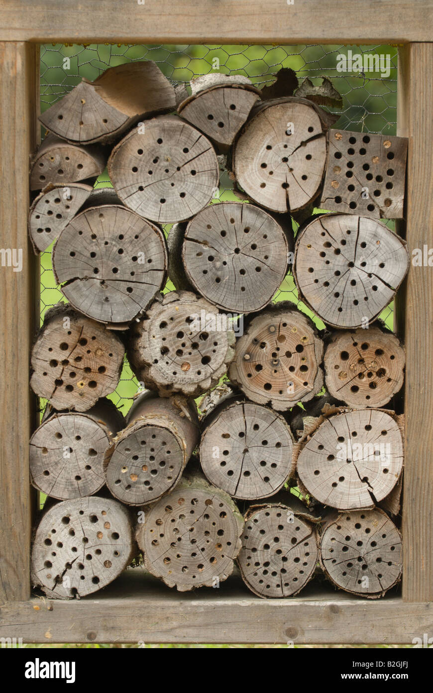 Bruthilfe für solitäre Insekten Bienen Wespen honey be cootie honigbiene apis breeder incubator brutkasten Stock Photo