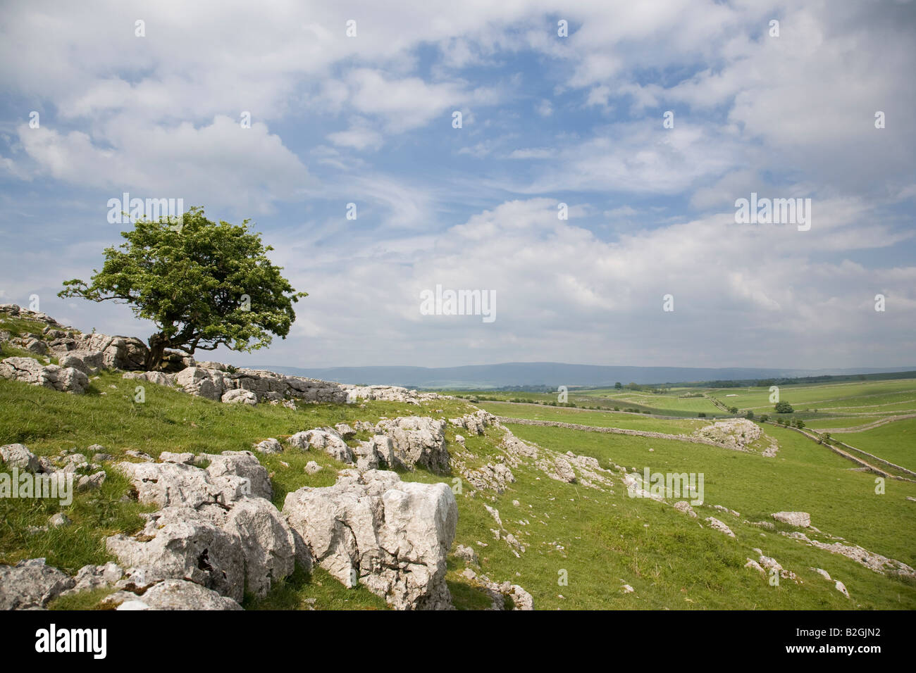 Hawthorn growing from a limestone outcrop Cumbria Stock Photo