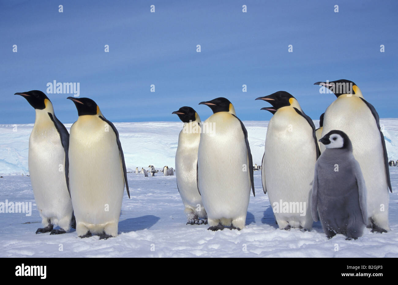 Emperor penguin Kaiserpinguin Aptenodytes forsteri Antarktis Antarctica Dawson Lambton Glacier Stock Photo