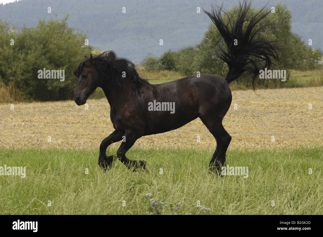 friesian horse black stallion Stock Photo