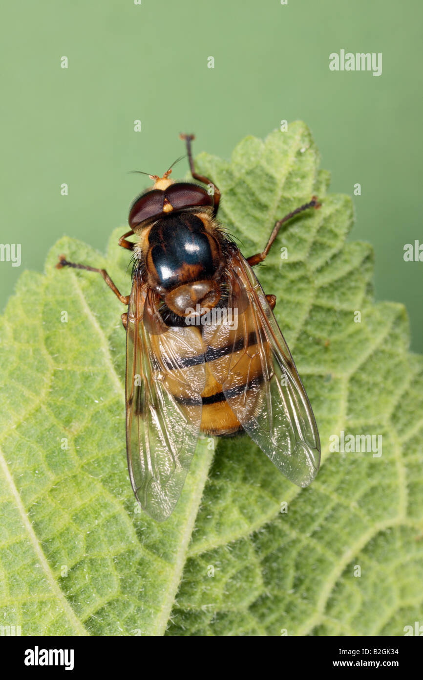 Hover fly Volucella inanis on leaf Potton Bedfordshire Stock Photo