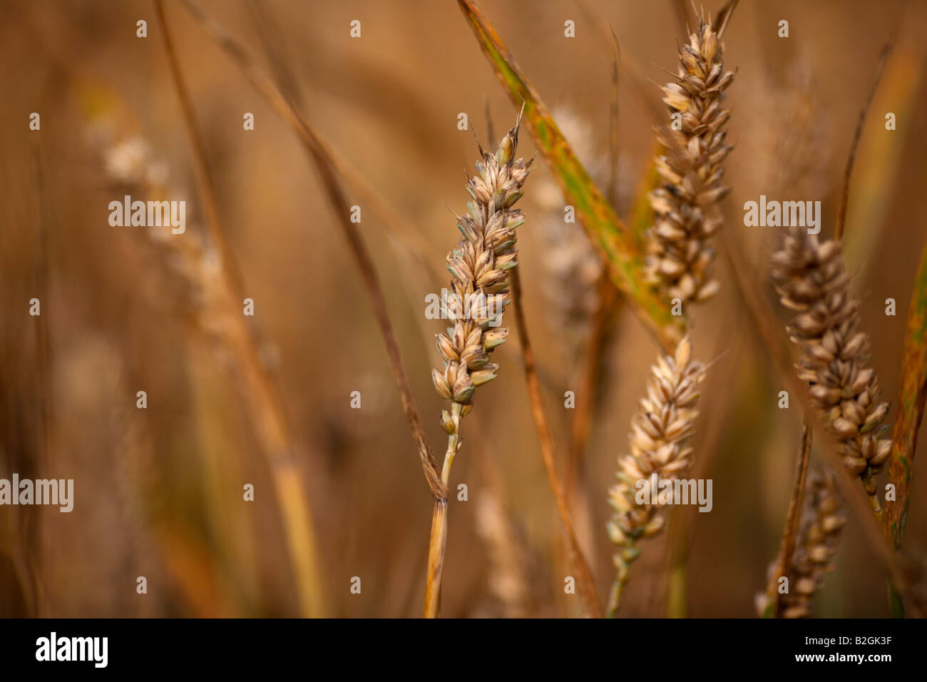 close up of heads of wheat in a field of wheat on a farm in county down northern ireland Stock Photo